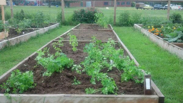 gfreev's tweet photo. @Botbakery planted Basil and Parsley in Three Oaks MI. to make Pesto Pasta in the new #gfreev Kitchen. http://t.co/lUjxbkDeQy