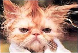 MMeebles's tweet image. Got in another cat fight #BadHairDay
