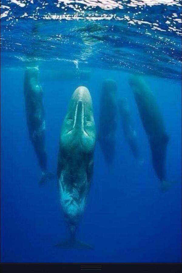 How whale sleep