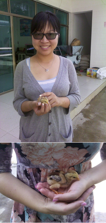 I and my colleague are mama hens for our small "chick-students" :)