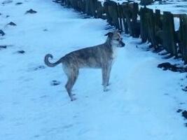nnenax's tweet photo. Rust zacht lieve Missy ❤ http://t.co/zx97CqTAqP