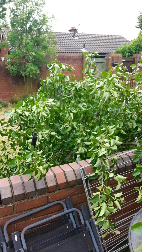 Guitaraholic's tweet image. @tonibetty well I think you will be happy with this outcome… #treeGone #Wind