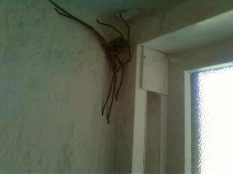 TomCocker's tweet image. “@ThatsEarth: Massive Spider found in a Manchester UK House. http://t.co/Swc0spIWXh” @Sam_Wakefield1