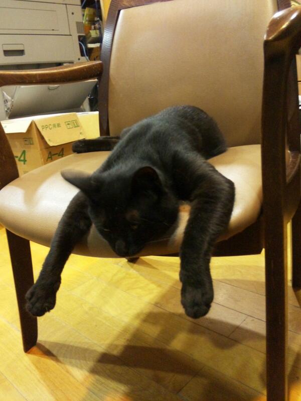 家宅侵入した ふてぶてしい 野良猫 Togetter 家宅侵入した ふてぶてしい 野良猫 Togetter