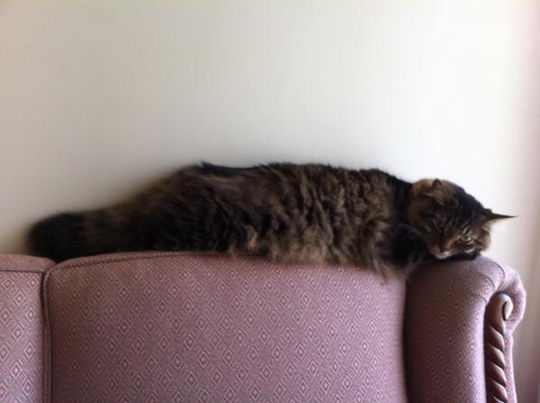 FifTCAL's tweet image. #GStack posted up on the couch.