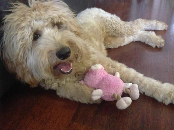 BethanyMota's tweet photo. She loves her pig toy 😂❤🐷 http://t.co/stm9VLhwhH