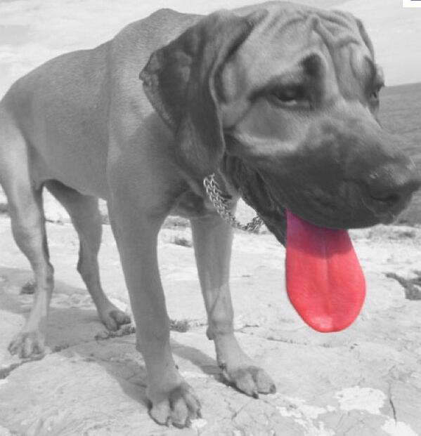 MukiMutt's tweet photo. Heat stroke in pets.
Read more: http://t.co/lxuMjpFqhU 
Follow us: VetLIVE on Facebook http://t.co/rcM845ZLP5
