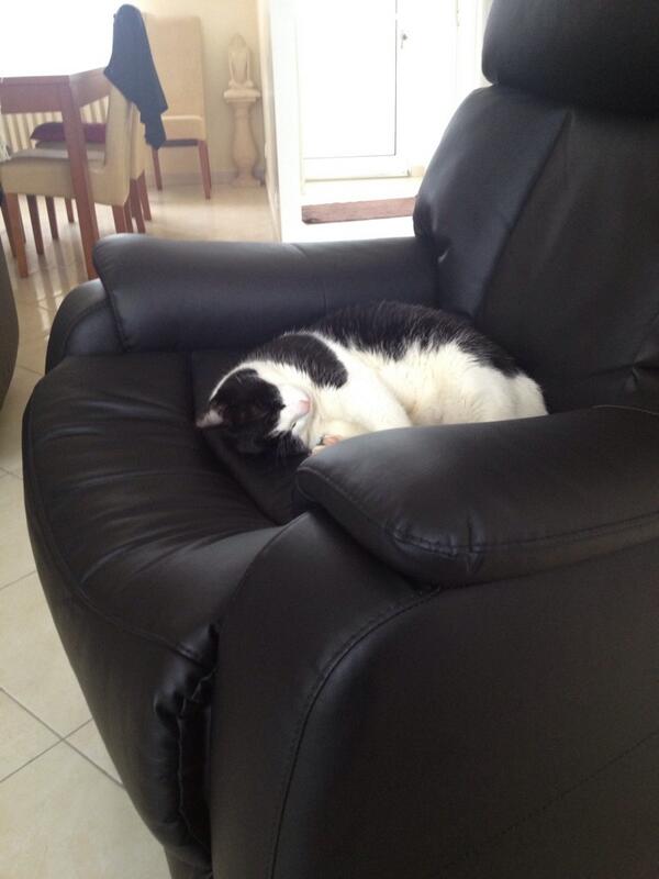ChloChlo1995's tweet image. Kiki is everything I want to be 🐱👑 #sleepsallday #doeswhatshepleases