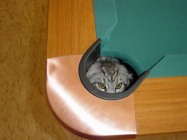 catpic11's tweet photo. ボールが入らないと思ったら https://t.co/QI6vaC0WH5
