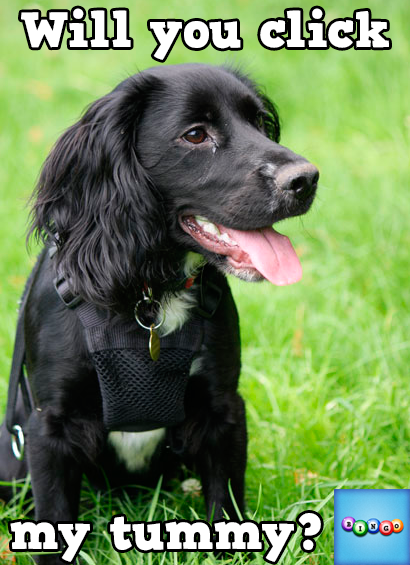 staion2's tweet photo. Play Bingo with Friends! #ilovebingo #BingoRun http://t.co/5WAMromEOU http://t.co/HqjAg085UF
