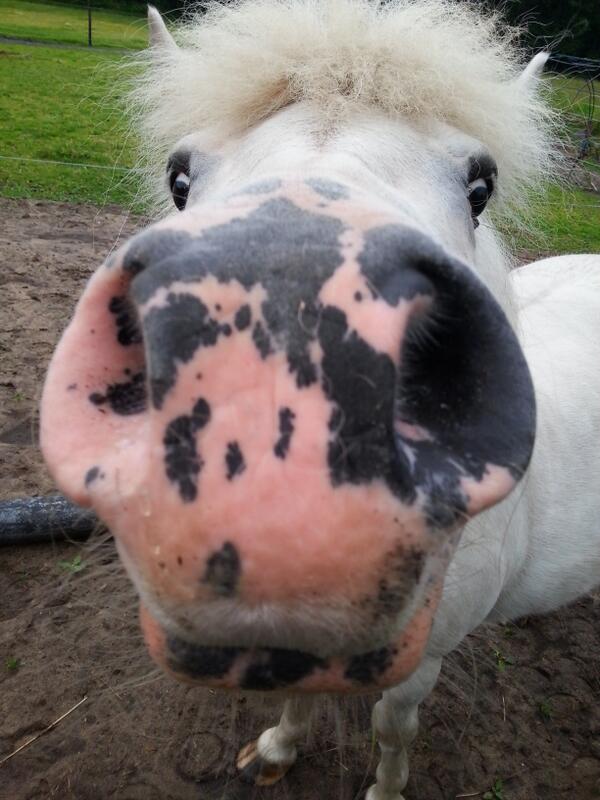 geef_jecijfer's tweet photo. RT als je dit een grappige foto vindt :D http://t.co/kyoHWyQ2ZP