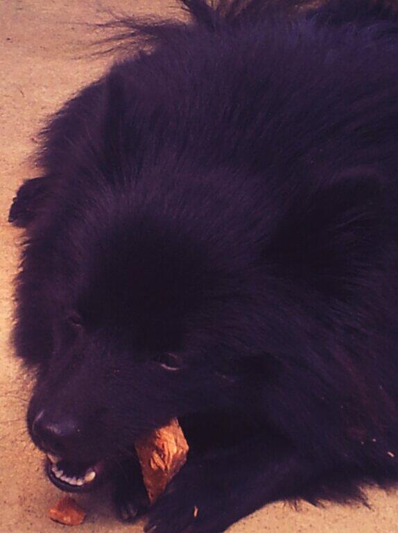 Sir_Hendrick's tweet image. El tambien me esta ayudando! :3 #paputi #lovemypet #buildermode