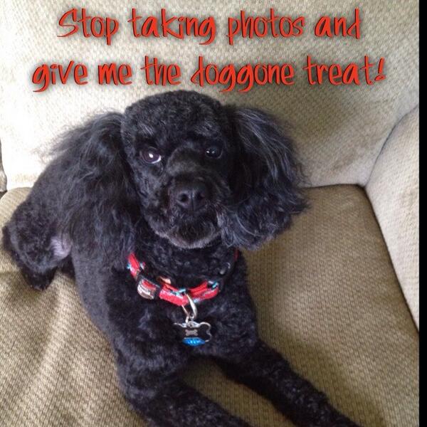 Enginerd_Dreams's tweet image. "Stop taking photos and give me the doggone treat!" #ThingsMyDogWouldSay