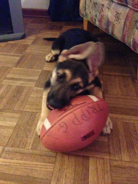 Cheers to our first college dog of the day, Balto Garcia!