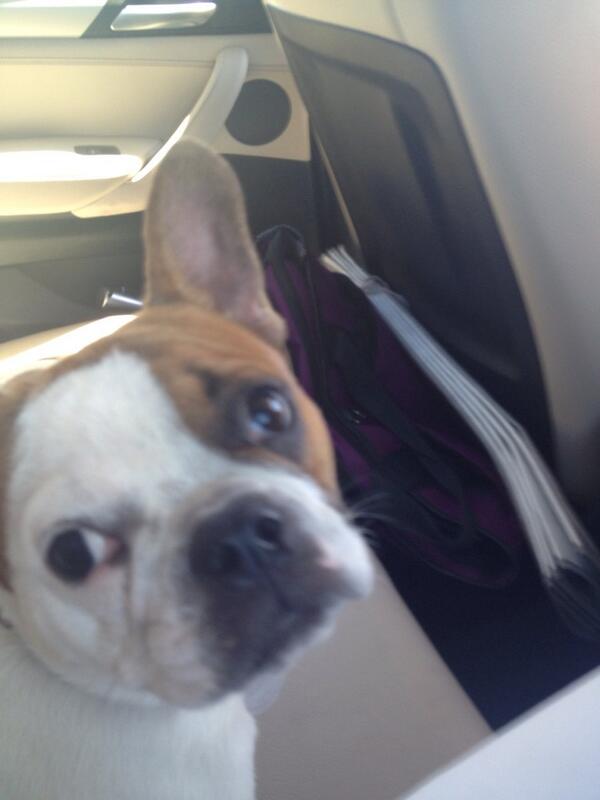 Some days you just need a ton of kisses from this face 😊❤ N "