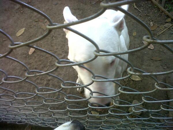12oskr12's tweet photo. #bullterrier #bully #spike #doggy http://t.co/hFao7SzSa0