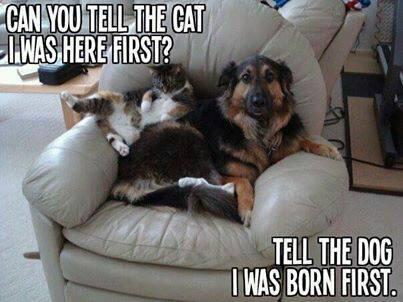 Pet harmony