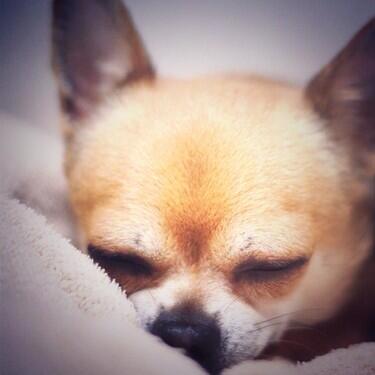 Just got out the shower and found my chihuahuaLydia sleeping on my towel