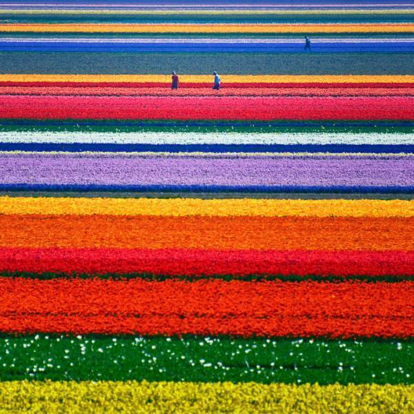 dafuqtrolls's tweet photo. Amazing Multi-coloured Tulip Fields in Northern Holland http://t.co/2etew3PVA2
