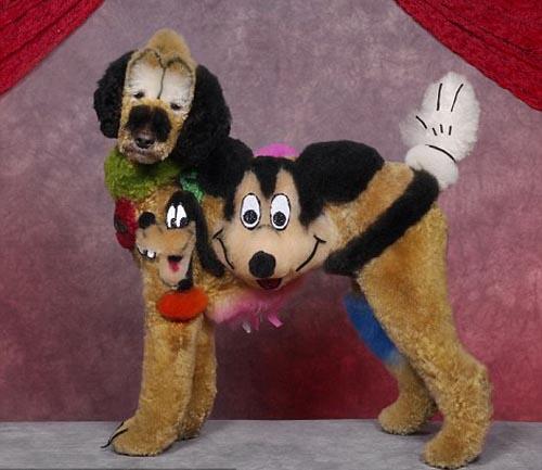 yaparateoficial's tweet photo. #NotasCuriosas Acá una más del concurso de perros http://t.co/DVkWx3vNtJ