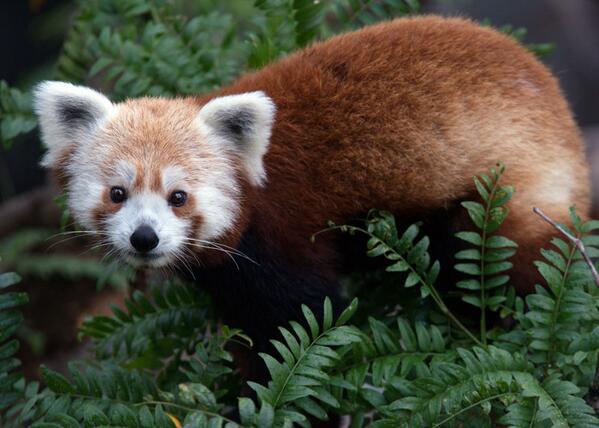 We are looking for a missing red panda, a male named Rusty. He was last seen at 6 p.m. last night.