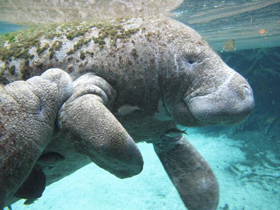 Manatees &amp; Caribbean Conservation: The Silent Threat of Low Genetic Diversity
livebettermagazine.com/eng/magazine/a…