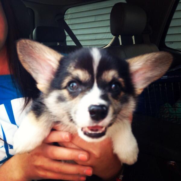 nancyjpappas's tweet photo. @TheDailyCorgi http://t.co/BhCr3yX79W