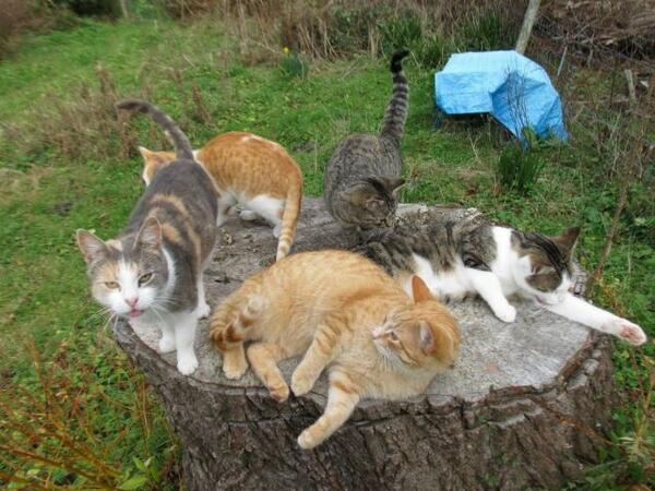 catpic11's tweet photo. 近所のネコが集まる場所です https://t.co/s2c1aahdah