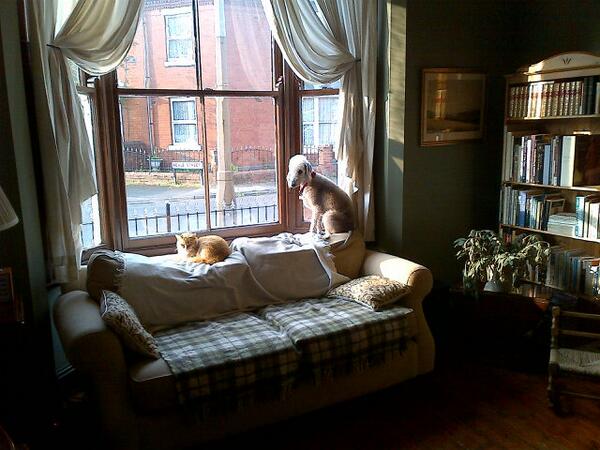 EamonMann's tweet photo. Animal TV http://t.co/QlZpcLUcck