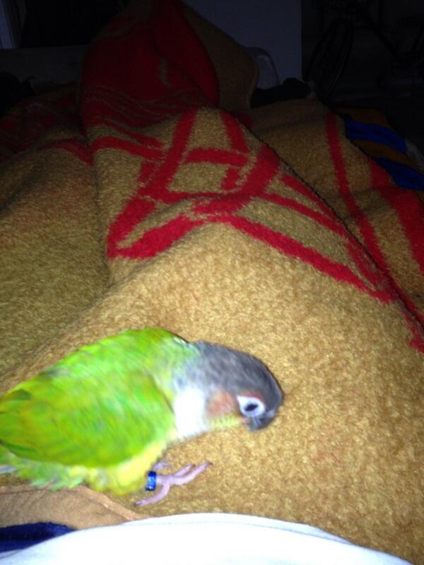 enduurrrrr's tweet image. #randombird