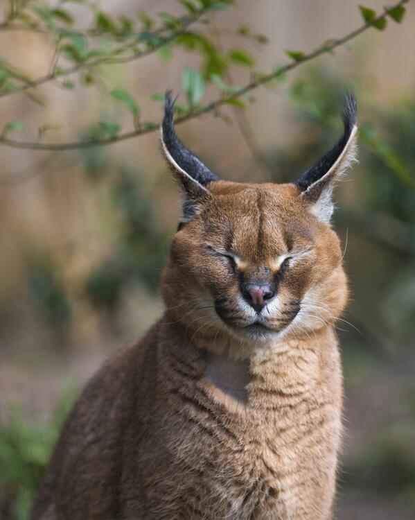 zoopicture's tweet image. by Tambako the Jaguar #carcal #animals