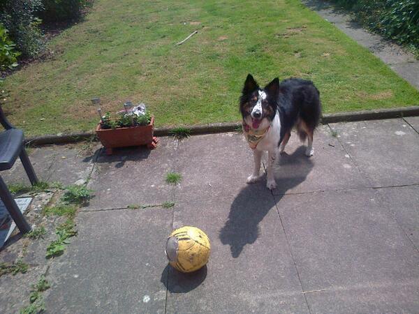 xshortroundz's tweet photo. Millie wants to play ;) http://t.co/uZsUSBy3QH