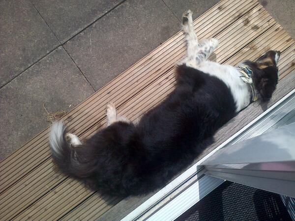 xshortroundz's tweet photo. Sunbathing puppy dawg :) http://t.co/MFQHNmo2kO