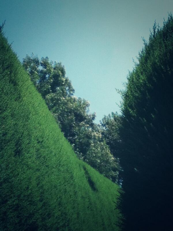 Hedge Maze
