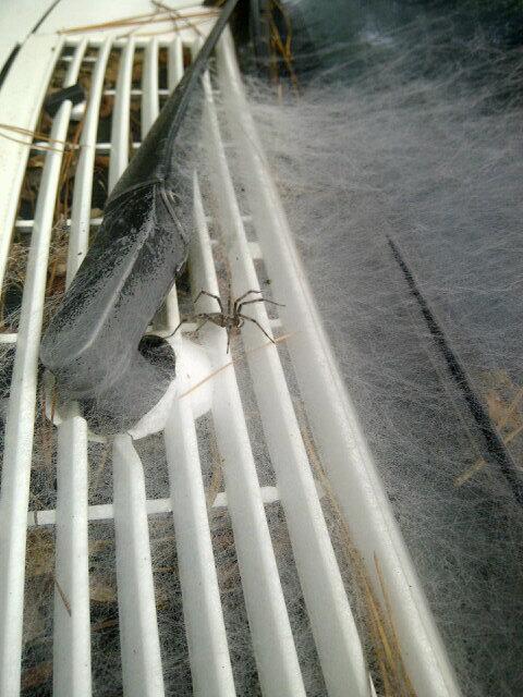 AZDaniel27's tweet photo. @Anele_86 @NathalieS_29 @Fuchsia13Angela @ohhushbob @aashir_malik. The spider who made the web... see him ??  Lol http://t.co/bmU1BP1CtM