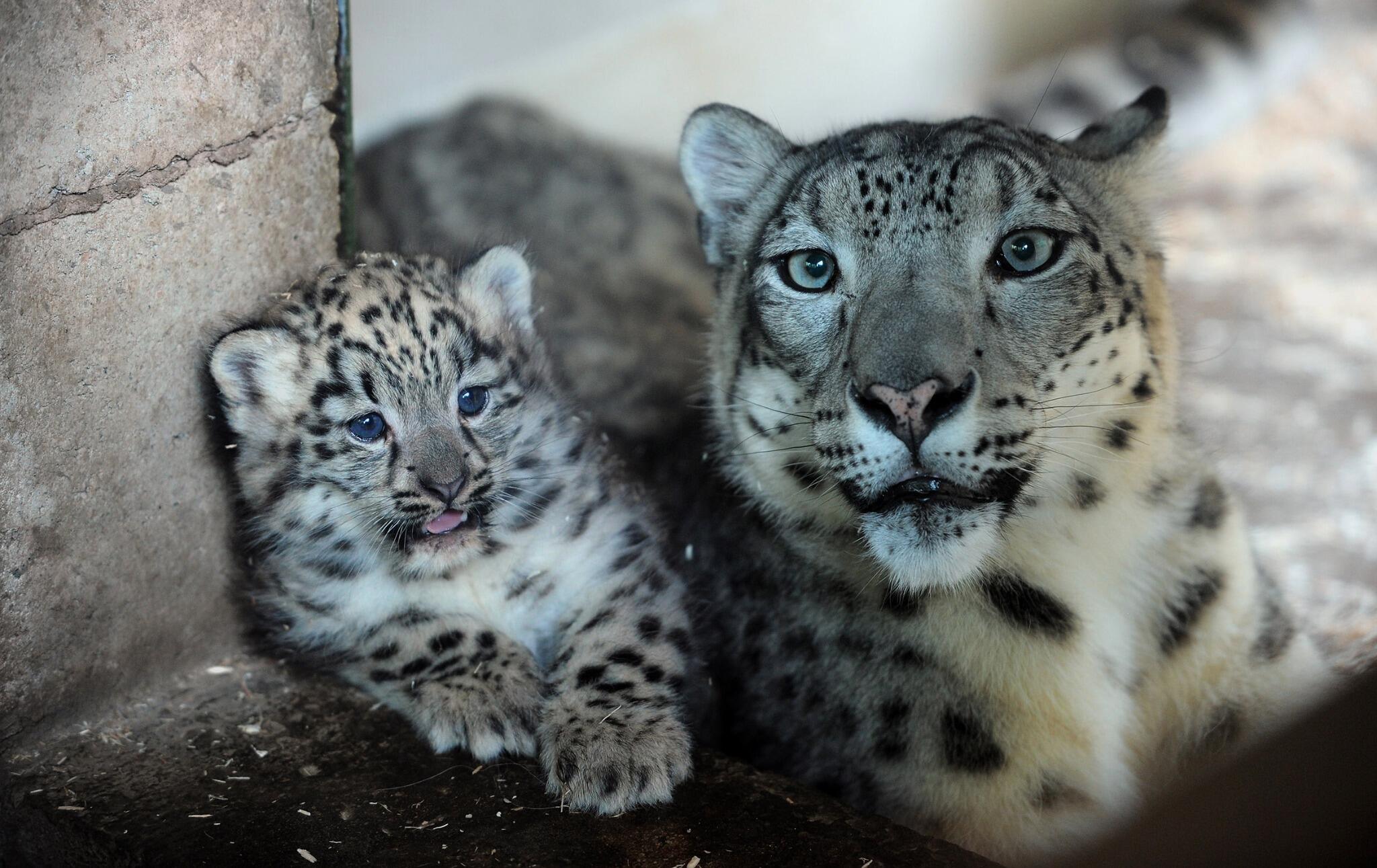 Snow Leopard Cubs With Mother