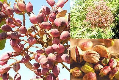 omarsyria's tweet photo. Regime forces burning them across the country. RT @SANA_English: 7802 tons of pistachio exported, worth over 6 SP http://t.co/saDHJsjTuS