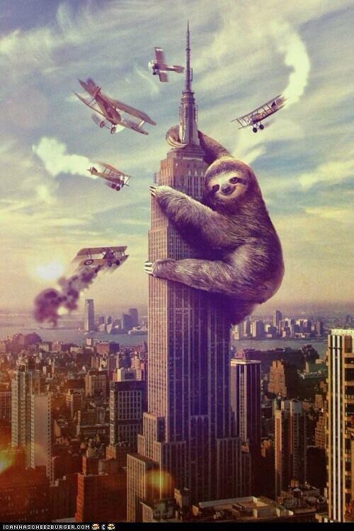 SlothDoingStuff's tweet photo. Pretend he is King Kong http://t.co/ckmmnLwoEz