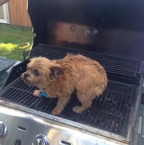 DogsInPlaces's tweet image. 