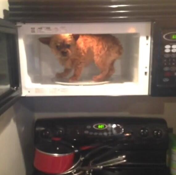 DogsInPlaces's tweet image. 