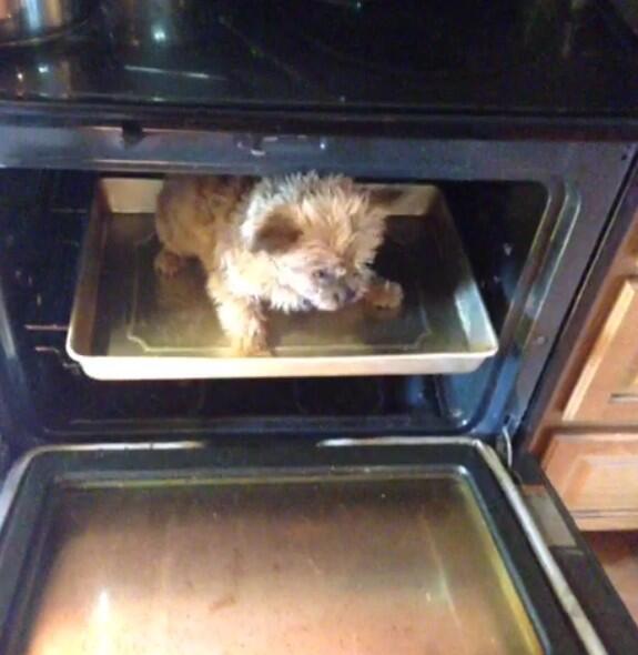 DogsInPlaces's tweet image. 