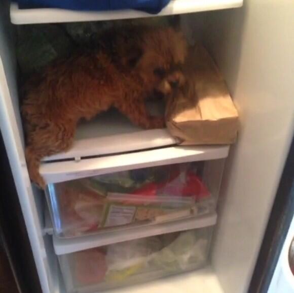 DogsInPlaces's tweet image. 