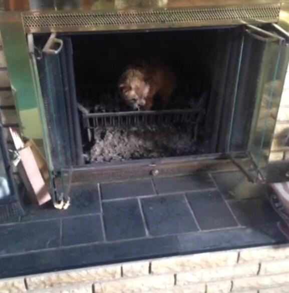 DogsInPlaces's tweet image. 