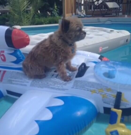 DogsInPlaces's tweet image. 