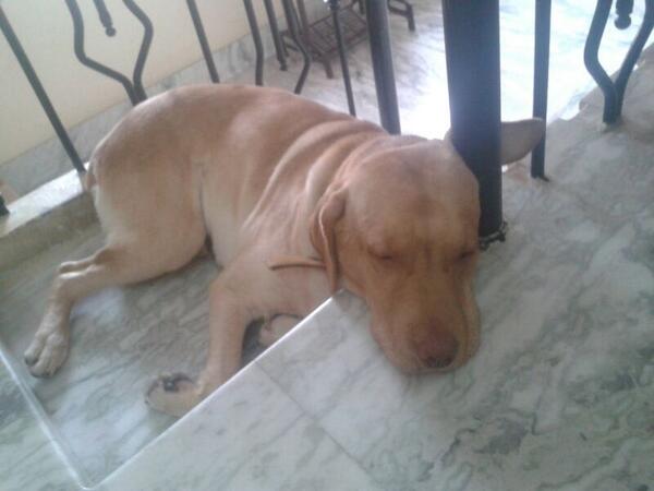 cherbraggs's tweet image. Doing what he does best ! #BonoBrat #hibernatemode