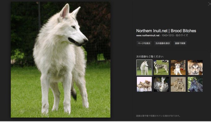 狼みたいな犬 オオカミに似てる犬10頭 狼犬についても紹介 わんわんナビ
