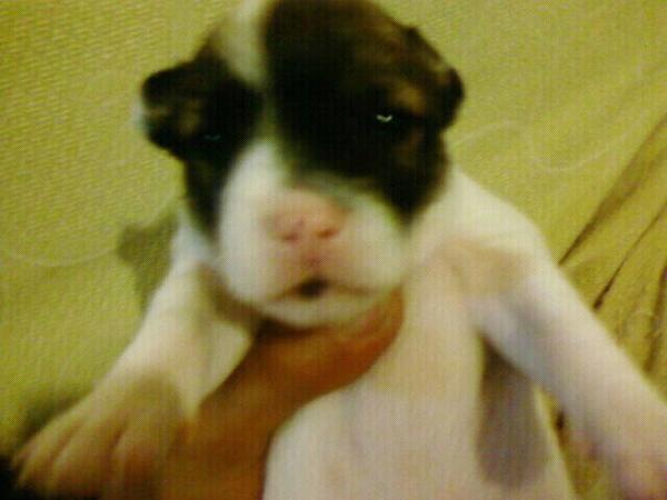 StTurco's tweet image. Che carino.Vero?:-)