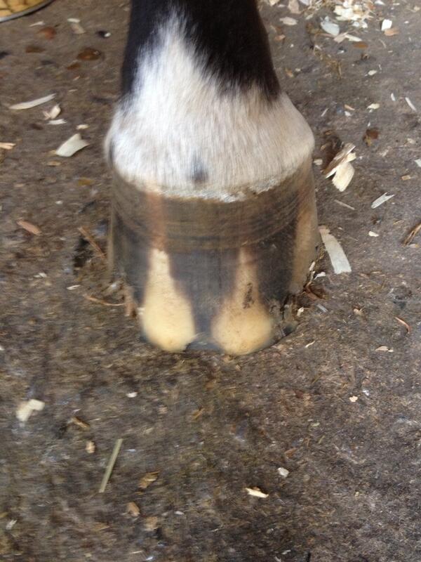 abfarrier tweet picture