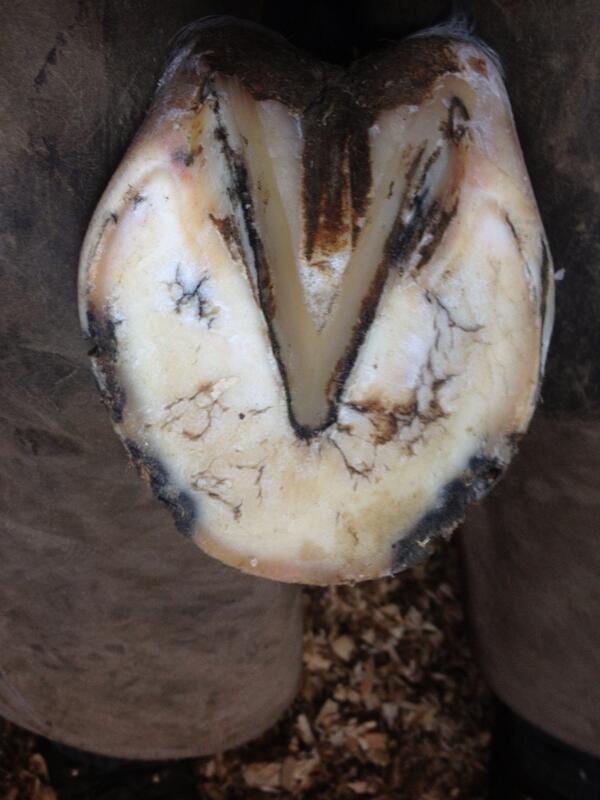 abfarrier tweet picture