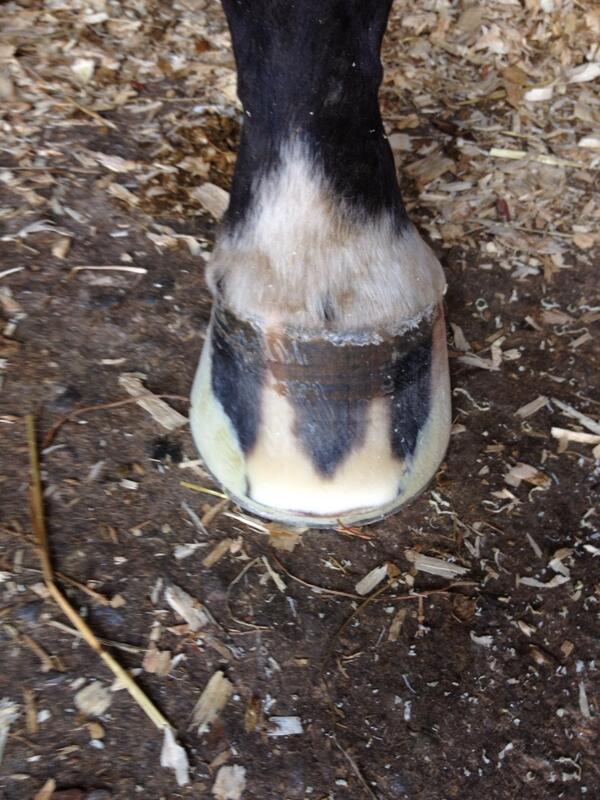 abfarrier tweet picture